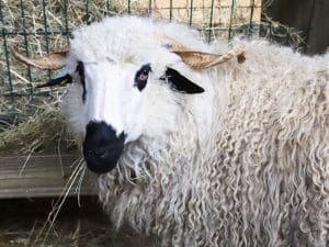 Mouton Thônes et Marthod