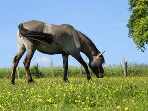 Cheval Konik Polski