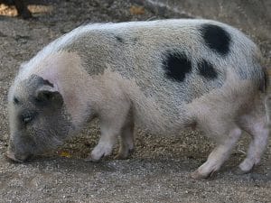 Cochon de Göttingen
