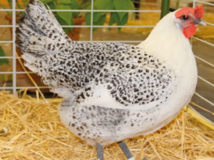 Poule de Bresse