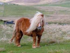 Poney Shetland