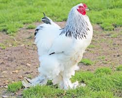 Poule Brahma