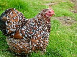 Bantam de Pékin