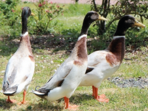 Canard coureur indien