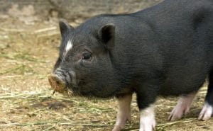 Cochon vietnamien