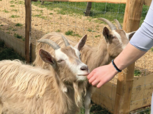 Chèvre Toggenburg