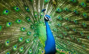 Paon bleu