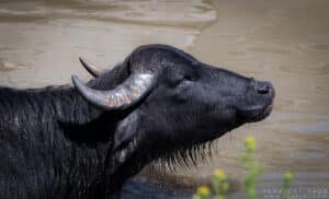 Buffle d’Asie