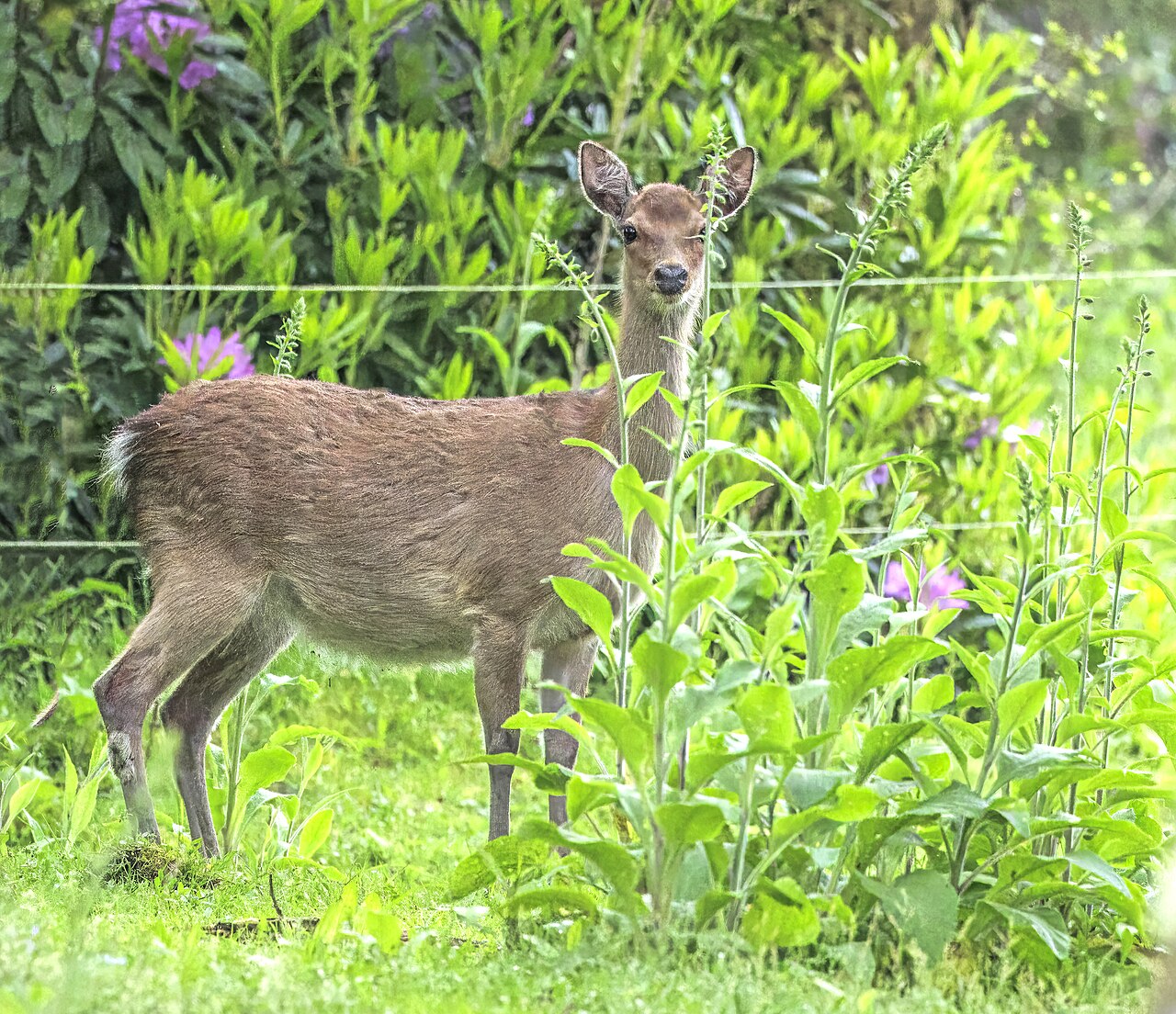 Cerf Sika