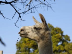 Lama