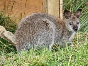 Wallaby
