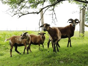 Mouton du Cameroun
