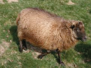 Mouton d’Ouessant