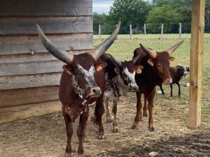 Watusi
