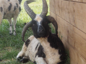 Mouton Jacob