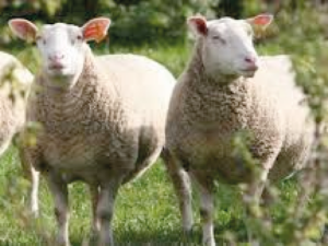 Mouton Lacaune