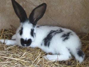 Lapin nain
