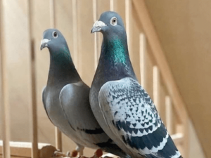 Pigeon voyageur