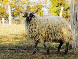 Mouton Racka