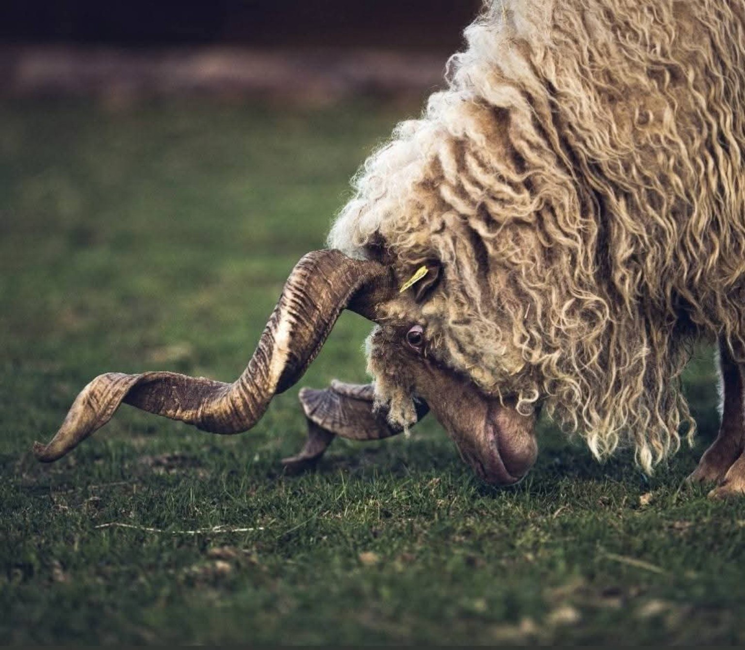 Un mouton aux longues cornes broutant dans le parc