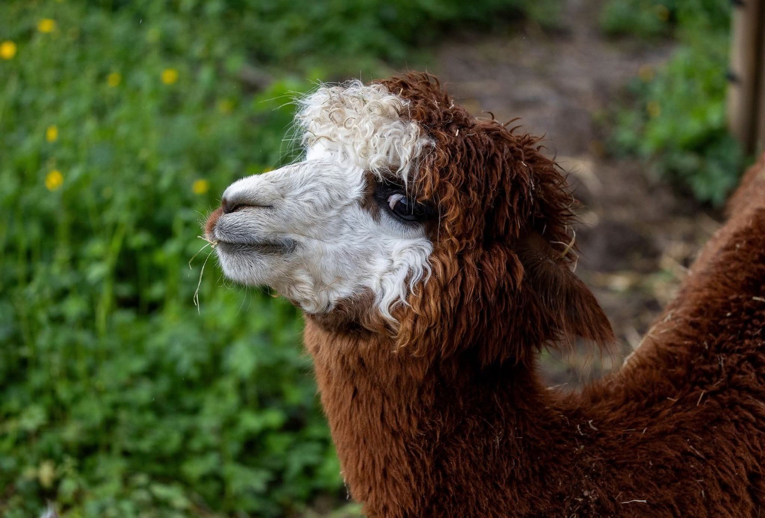 Portrait d’un alpaga brun dans la verdure