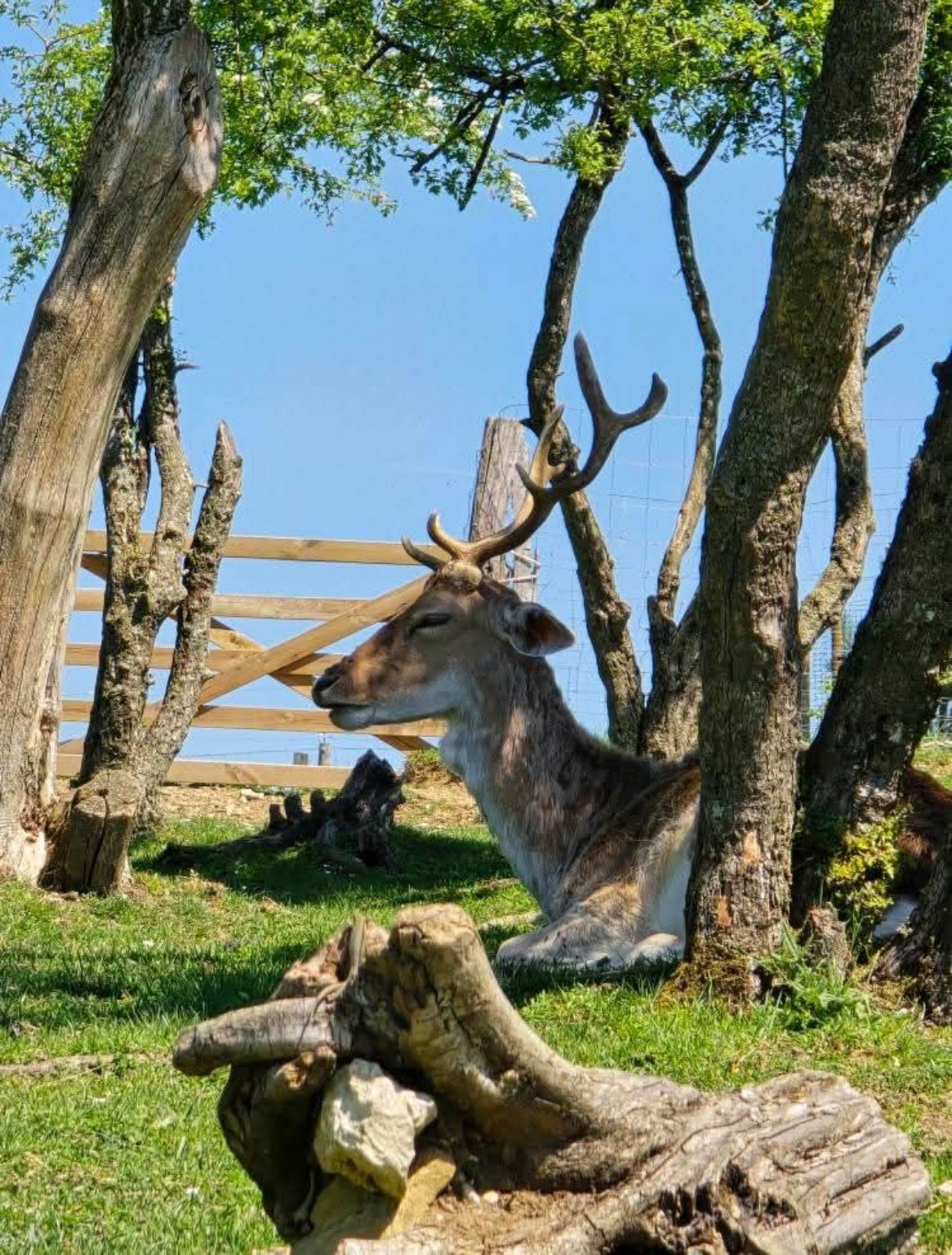 Un cerf se reposant à l’ombre des arbres