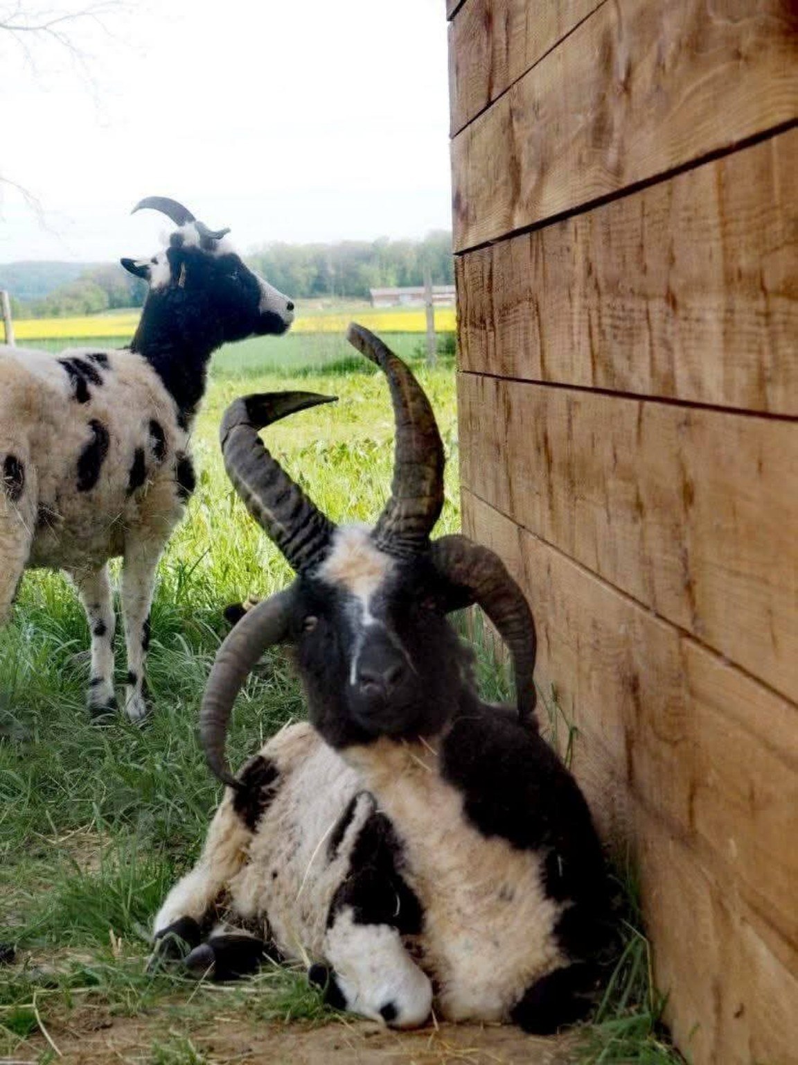 Deux moutons aux cornes remarquables près de leur abri