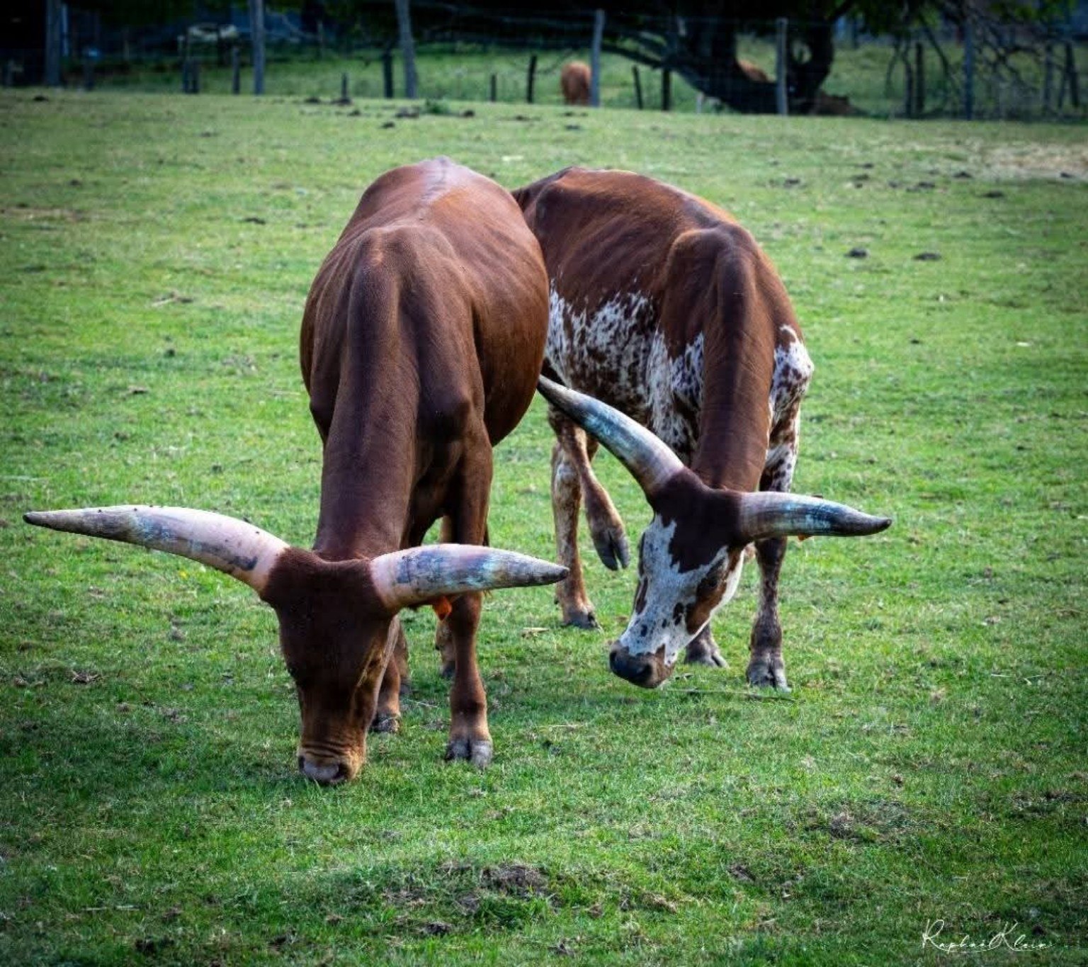 Deux watusis broutant dans leur prairie