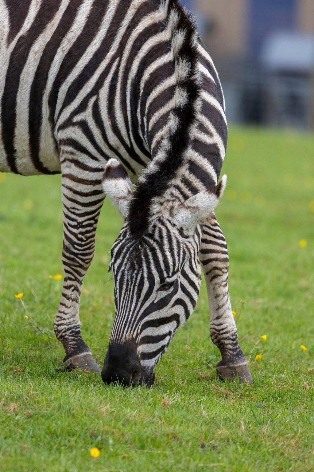 Un zèbre broutant dans l’herbe