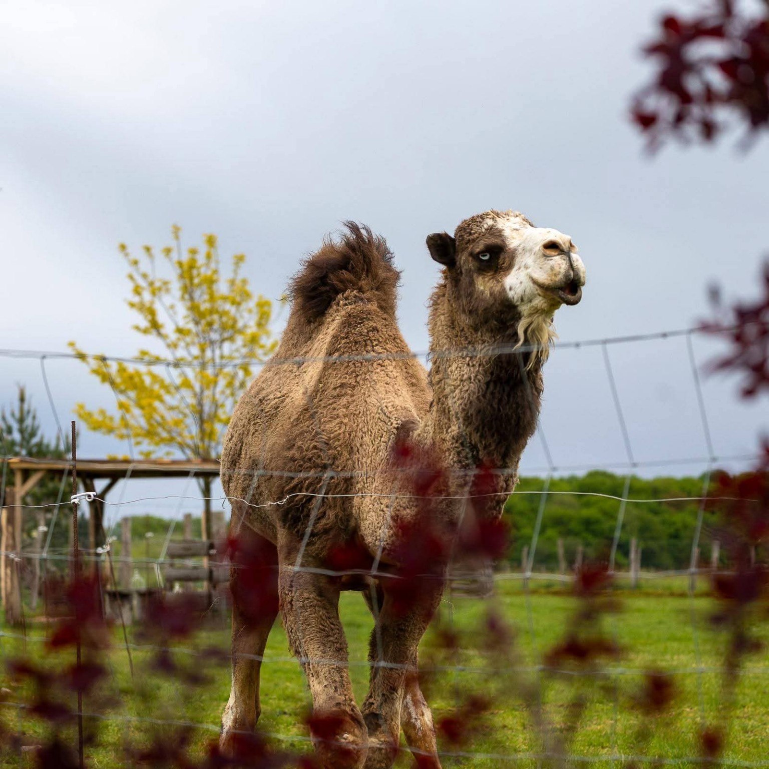 Un dromadaire dans son enclos au parc